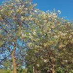 Hortensjowe Zacisze Apartament Woliborz