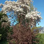 Hortensjowe Zacisze *