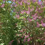 Hortensjowe Zacisze Apartament Woliborz