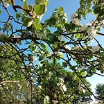 Apartament Hortensjowe Zacisze Woliborz