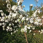 Apartament Hortensjowe Zacisze Woliborz