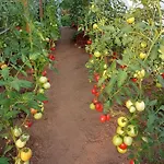 Hortensjowe Zacisze Apartament *