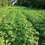 Hortensjowe Zacisze Apartament Woliborz