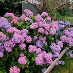 Apartament Hortensjowe Zacisze