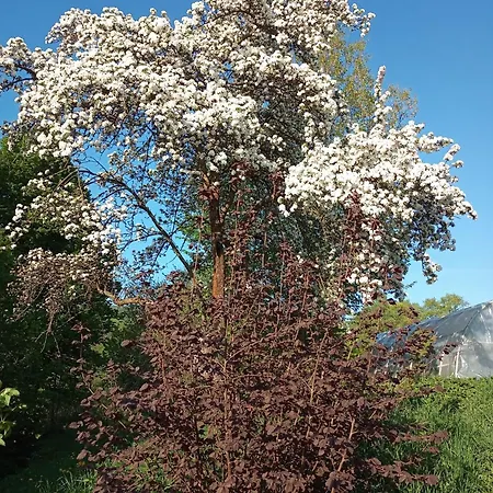 Hortensjowe Zacisze *