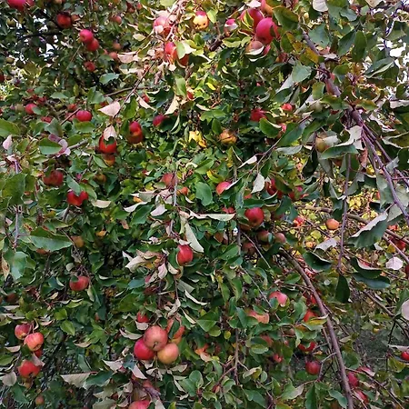 Hortensjowe Zacisze *