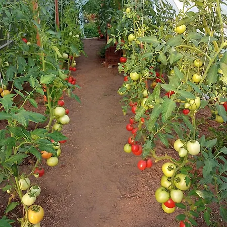 Hortensjowe Zacisze Апартаменты *