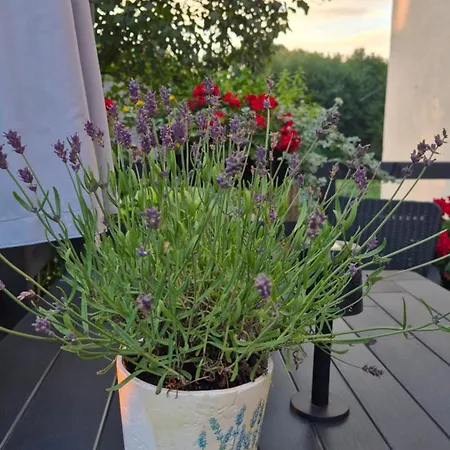Hortensjowe Zacisze Апартаменты