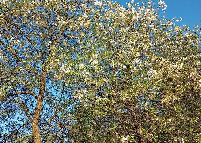 Hortensjowe Zacisze Appartamento Woliborz