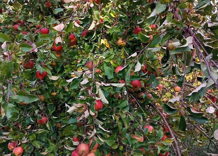 Hortensjowe Zacisze *