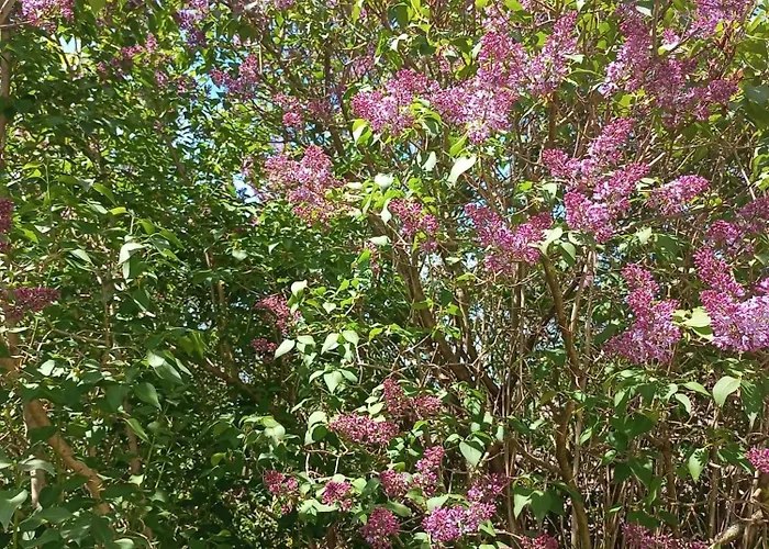 Hortensjowe Zacisze Apartment Woliborz