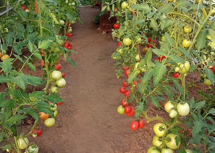 Hortensjowe Zacisze Appartamento *