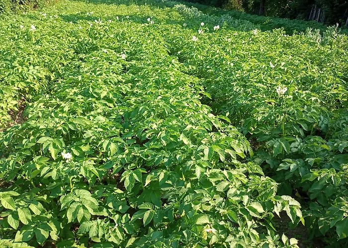 Hortensjowe Zacisze Appartamento Woliborz