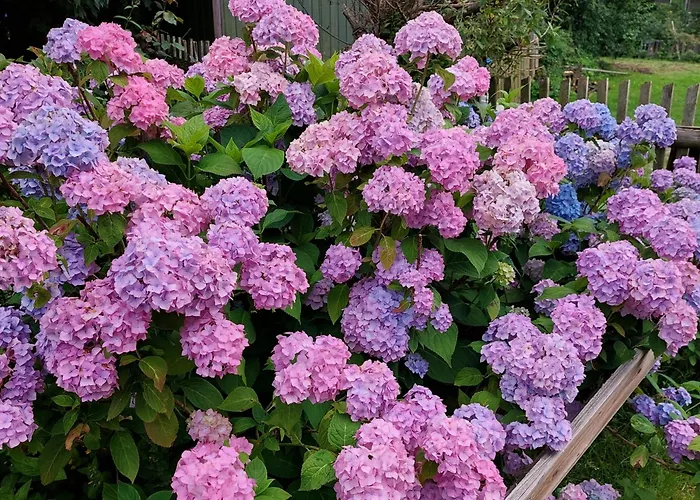 Appartamento Hortensjowe Zacisze